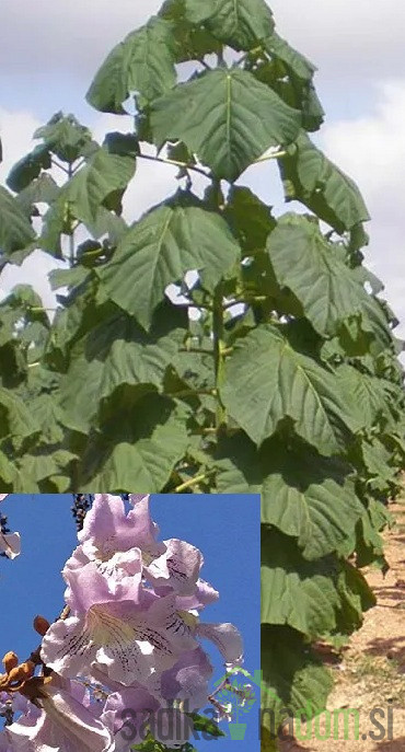 Paulovnija / Paulownia Elogata