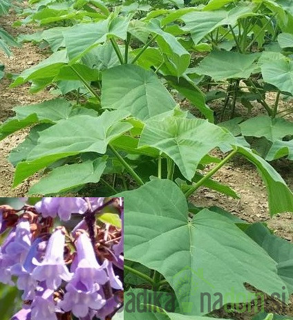 Paulovnija / Paulownia Energy