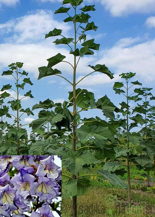 Paulovnija / Paulownia Pao Tong