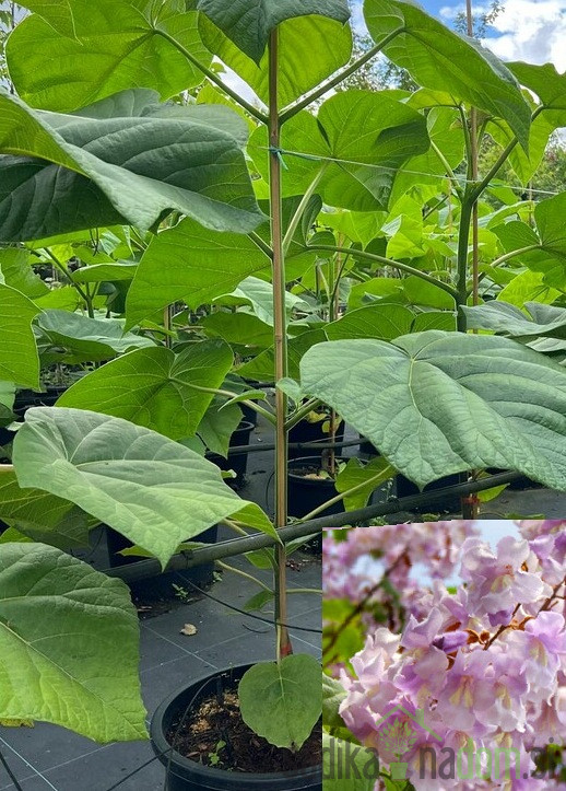 Paulovnija / Paulownia Shang Tong