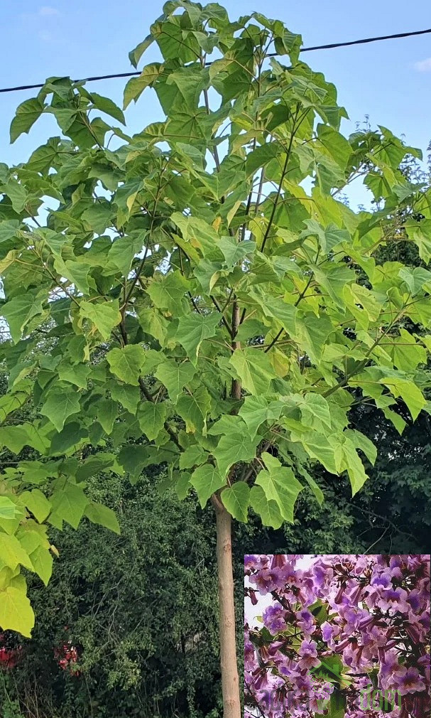Paulovnija / Paulownia Tomentosa
