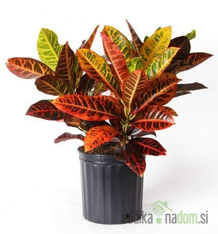 Šareni kroton (Codiaeum) Petra 