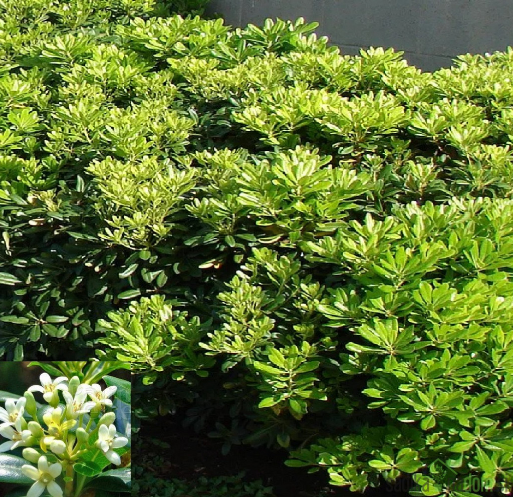 Pitosporum tobira Nana -LJEPLJIVAC