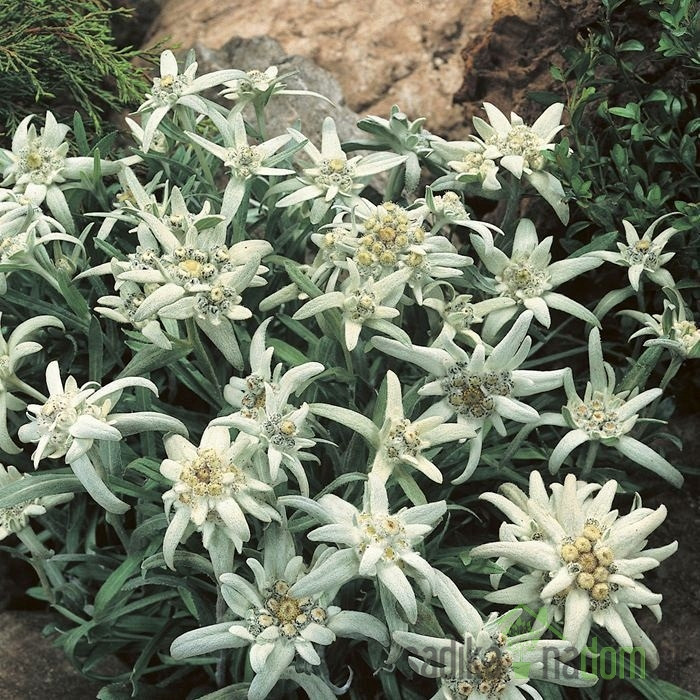 Planinski runolist (Leontopodium Alpinum)