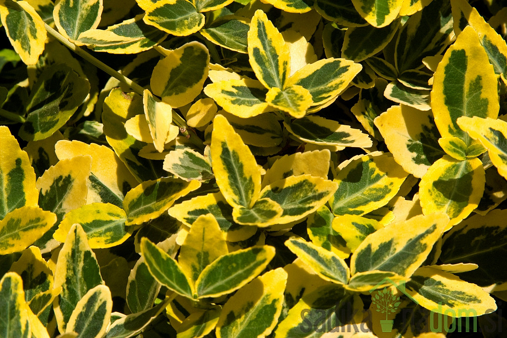 Puzeča kurika (Euonymus fort. Emerald 'n' Gold)