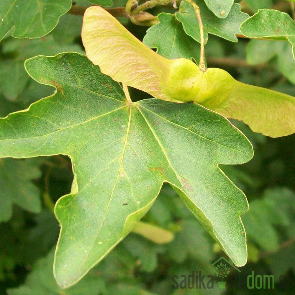 Poljski javor (Acer Campestre) 