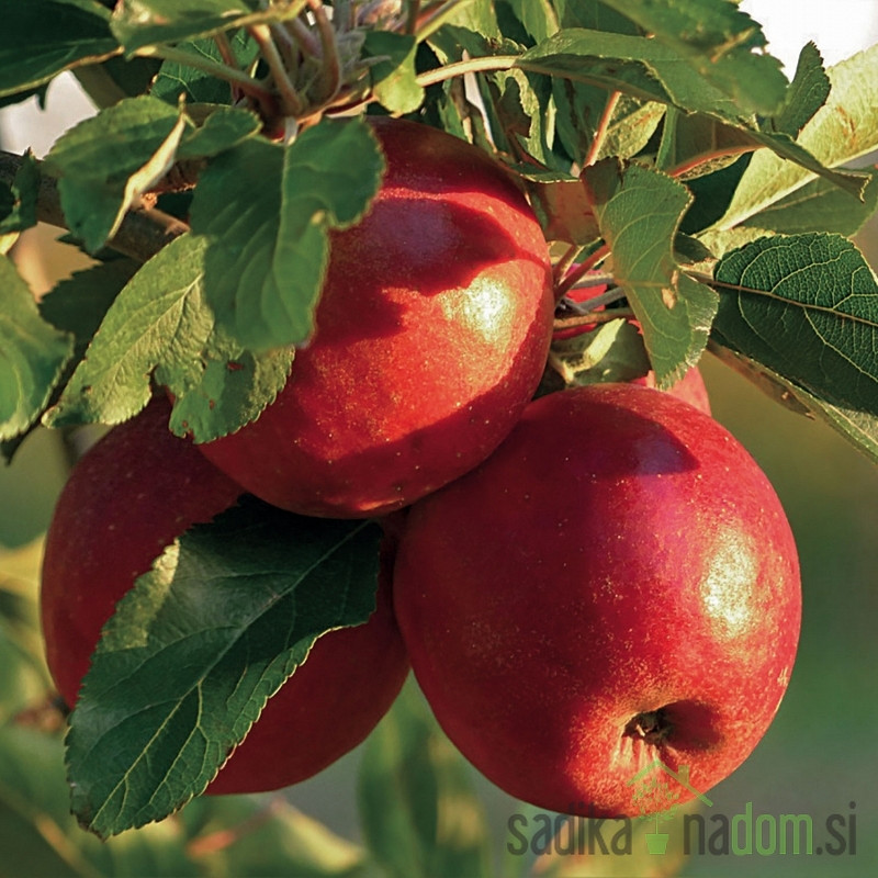 Patuljasto drvo jabuke Sunred