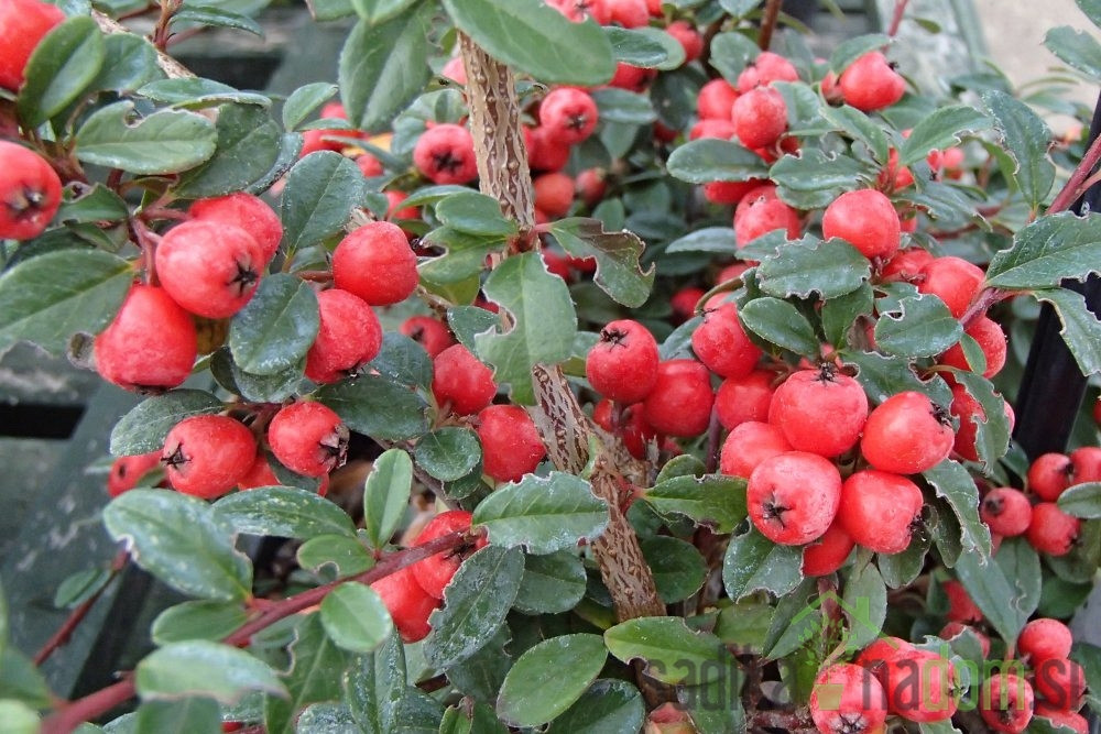 Patuljasta dunjarica Coral Beauty (Cotoneaster suecicus)