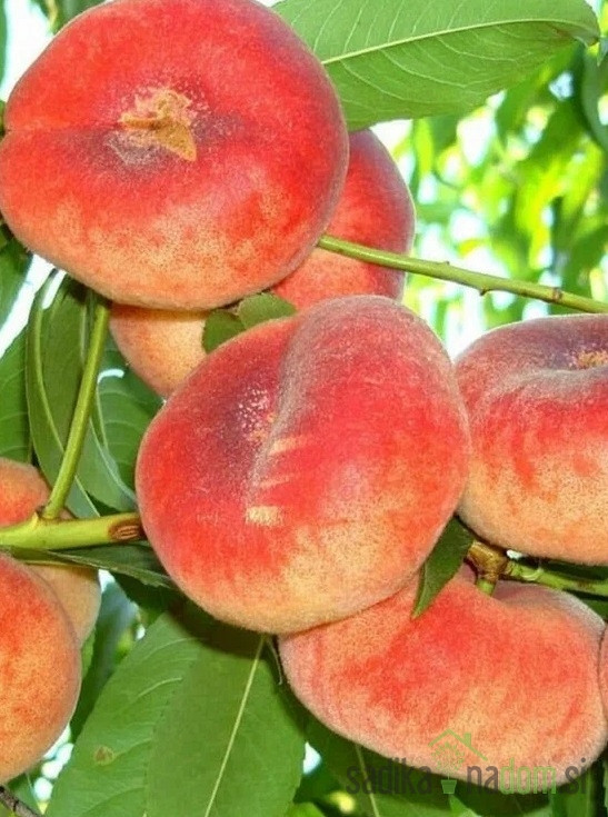 Breskva plosnata UFO 3