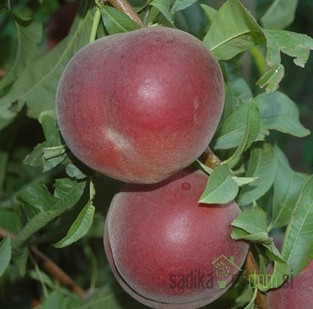 Breskva Red Moon