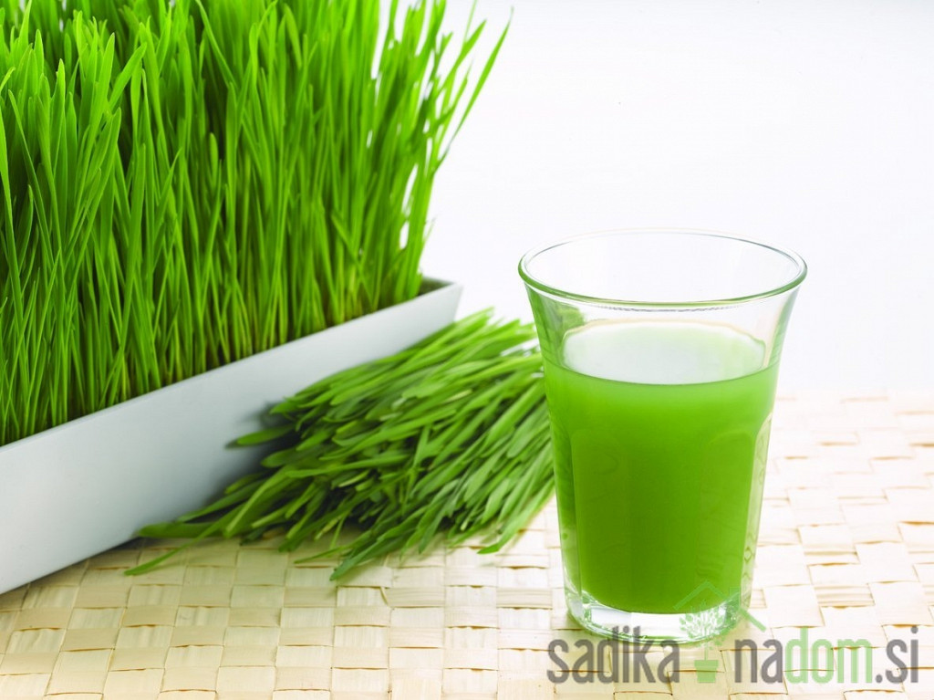 Sjeme pšenica za sokove