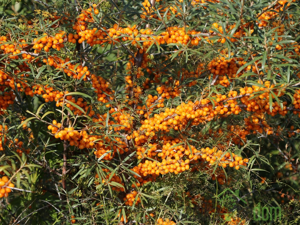 Pasji trn Friesdorfer Orange / Solo (Hippophae rhamnoides) - SAMOOPLODEN