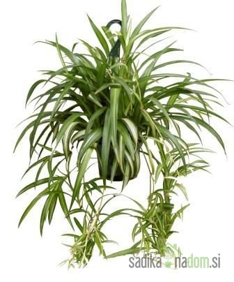 Zeleni ljiljan (Chlorophytum comosum)
