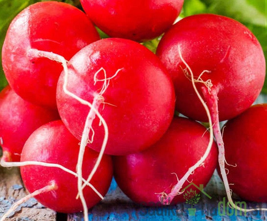 Sjeme rotkvica Burro gigante 287