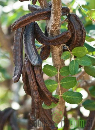 Rogač (ceratonia siliqua carrubo)