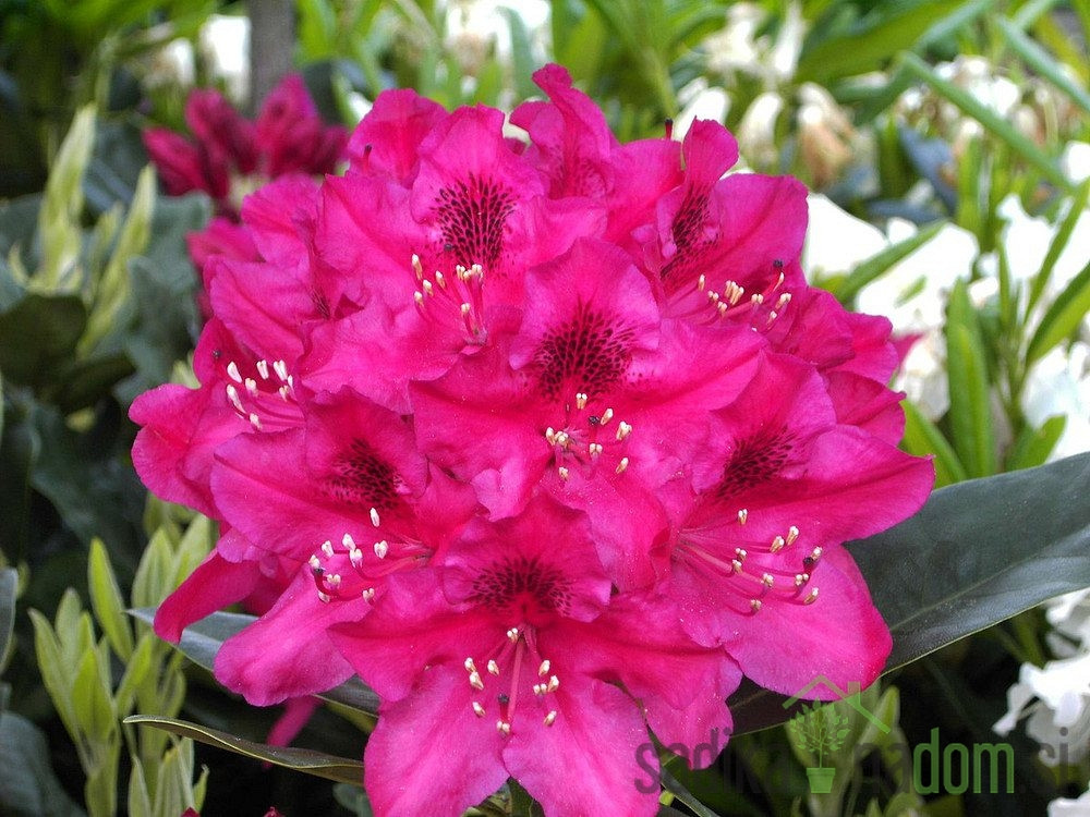 Rododendron Nova Zembla (Rhododendron repens)