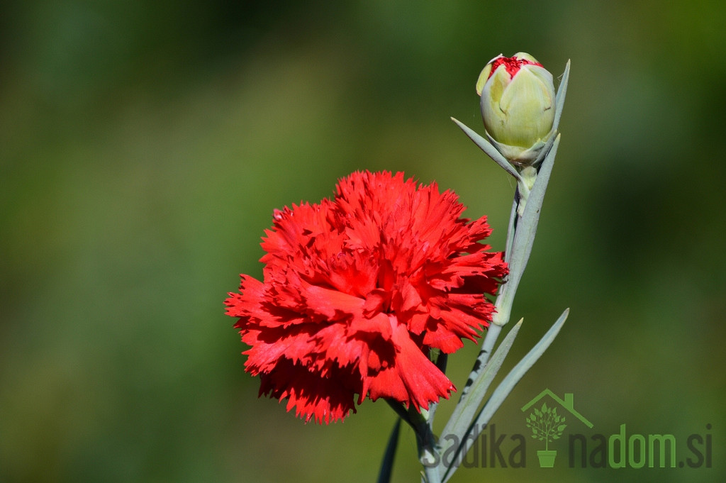 Sjeme Šabojev karanfilić - crveni