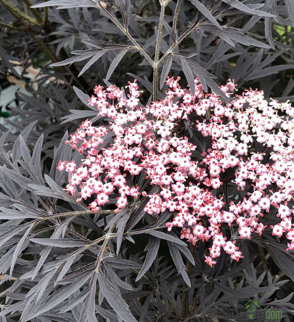 Crna bazga Black Lace Eva (Sambucus Nigra) 