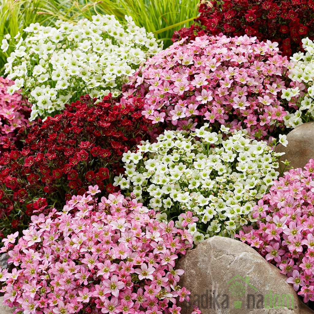 Kamenika (Saxifraga)