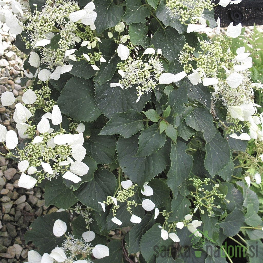 Japanska hortenzija Moonlight (Schizophragma hydrangeoides)