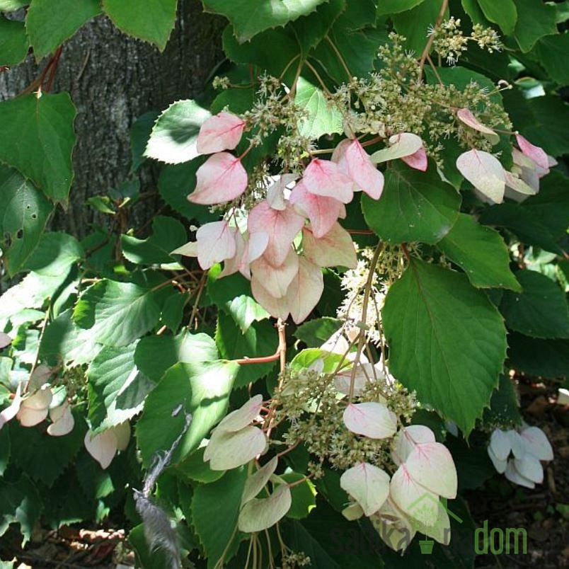 Japanska hortenzija Roseum (Schizophragma hydrangeoides)