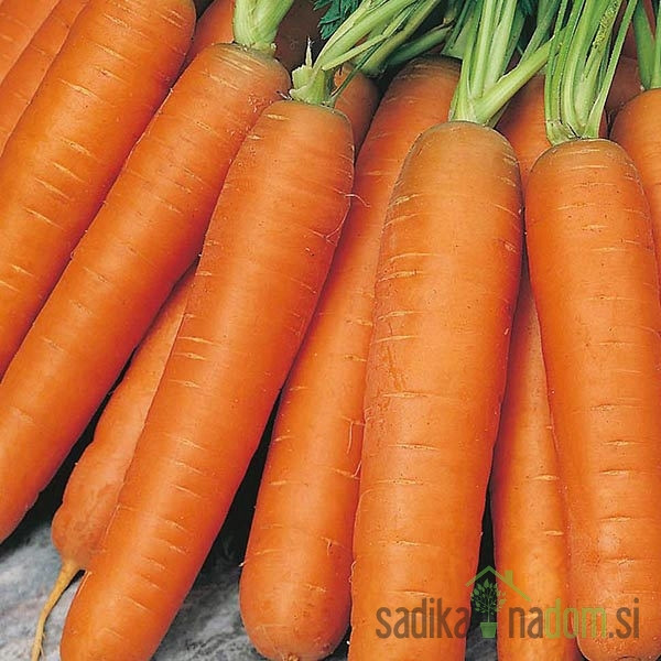 Sjeme Mrkva Nantes (na traci)