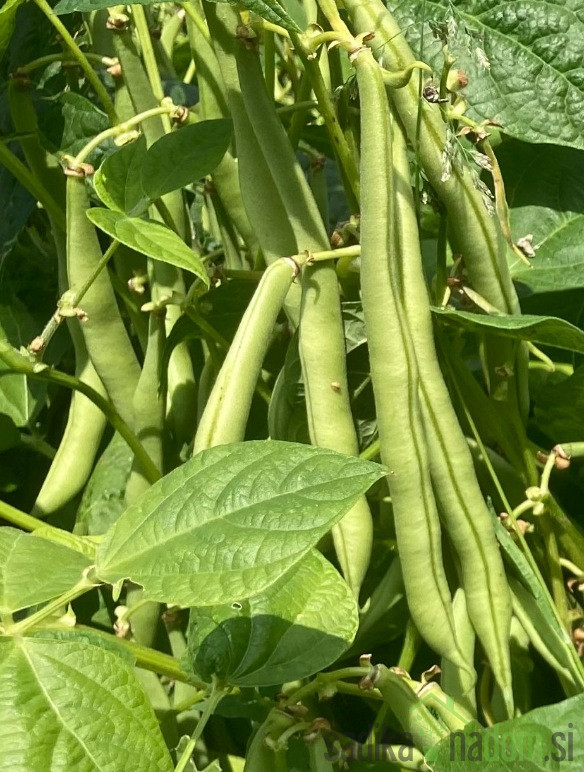 Sjeme Niski grah Bean Maxi