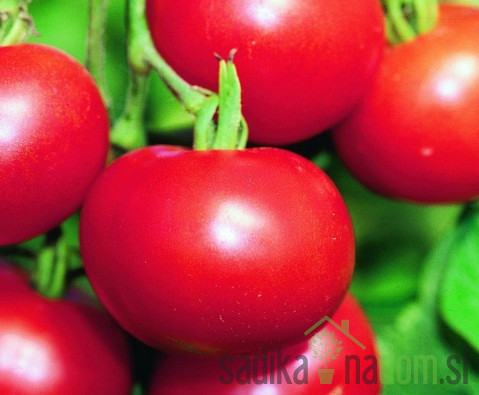 Sjeme Rajčica Matina