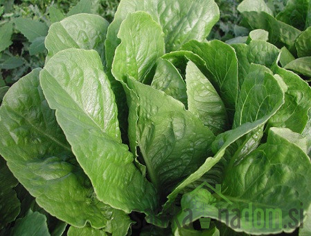 Sjeme Zelena salata Parris Island Cos