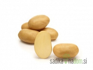 Sjemenski krumpir 7 four 7