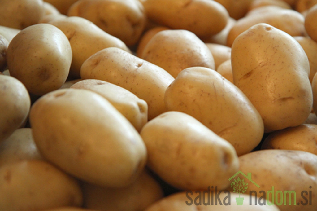 Sjemenski krumpir Adora