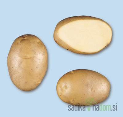 Sjemenski krumpir Agria