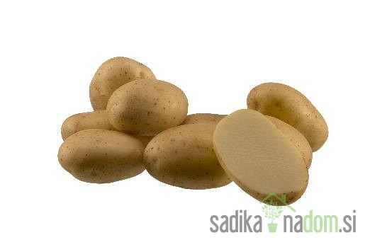 Sjemenski krumpir Arrow