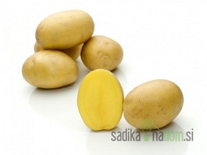 Sjemenski krumpir Belmonda