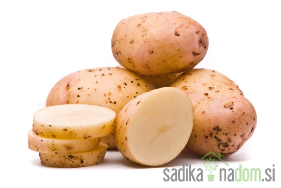 Sjemenski krumpir Colomba