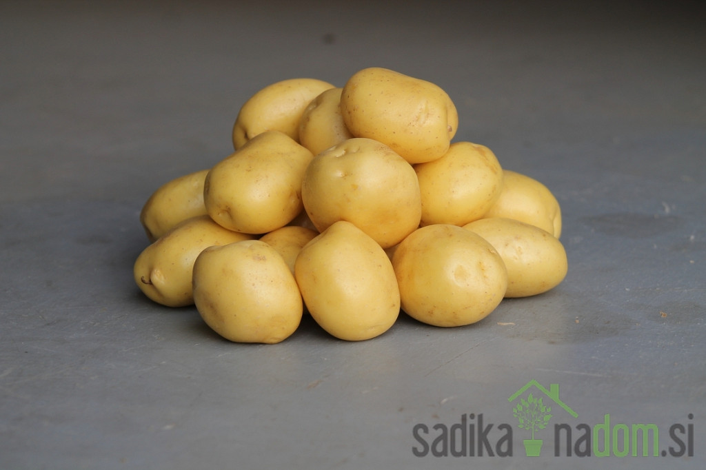 Sjemenski krumpir Constance