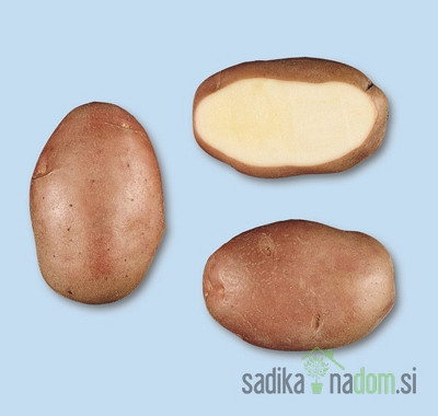 Sjemenski krumpir Desiree