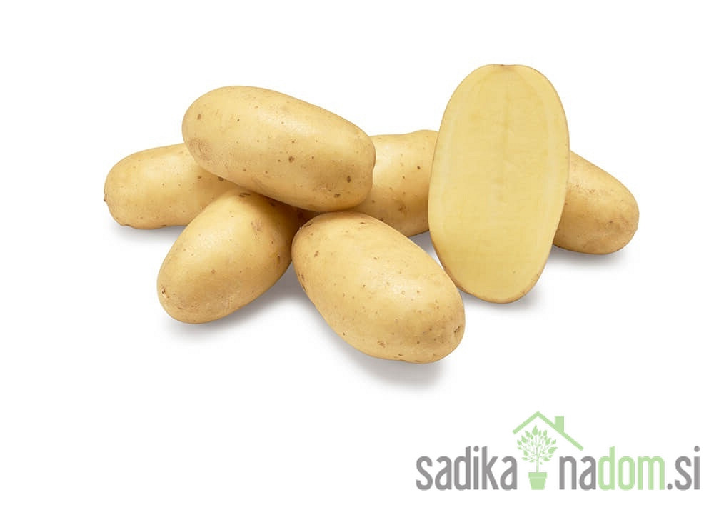 Sjemenski krumpir Levante