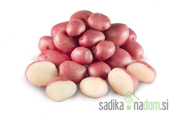 Sjemenski krumpir Rudolph