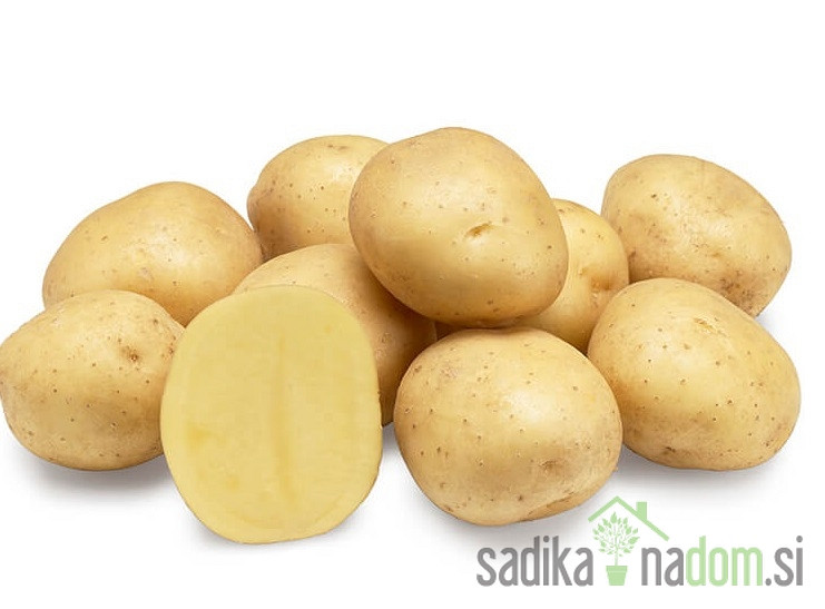 Sjemenski krumpir Twister