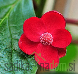 Šisandra rubriflora (schisandra rubriflora) - UKRASNA