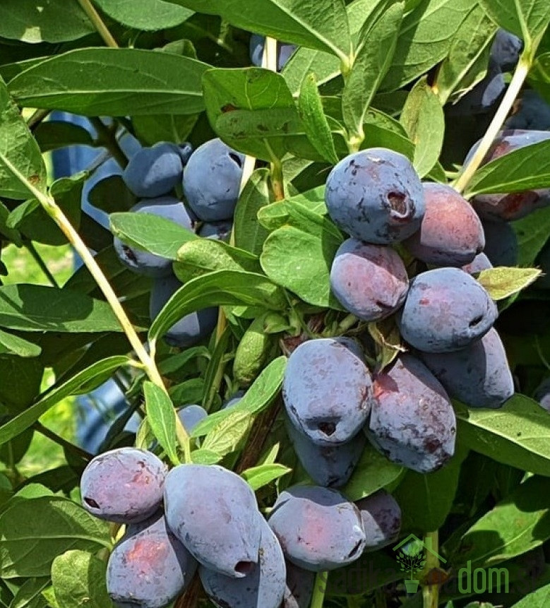 Sibirska borovnica Blue Treasure