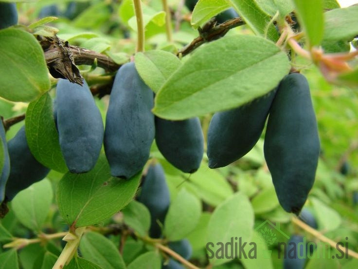 Sibirska borovnica Karina