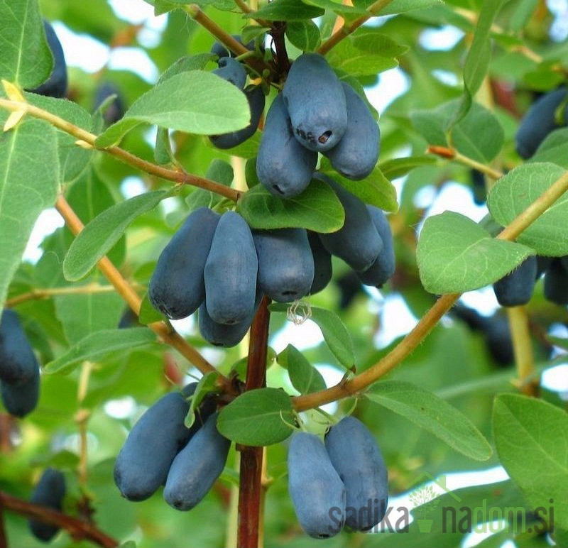 Sibirska borovnica krupna