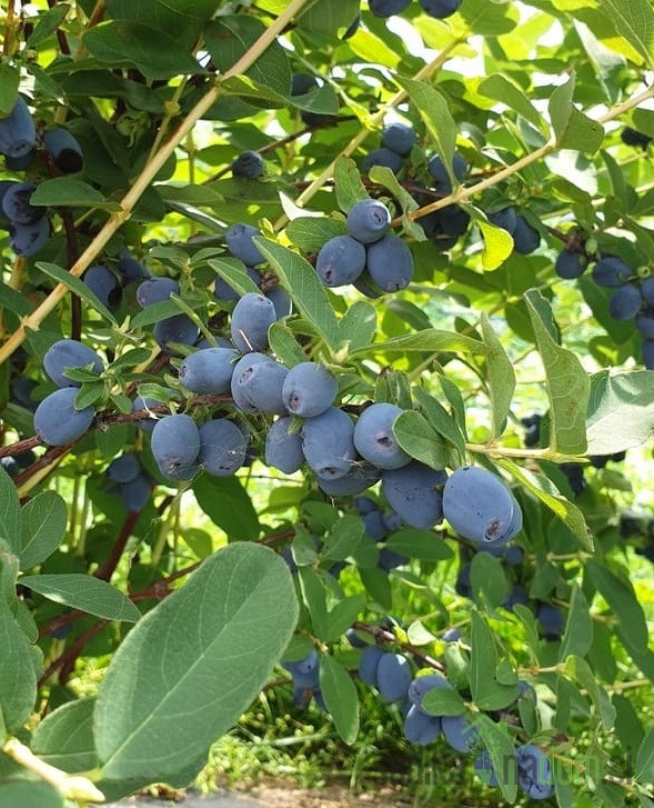 Sibirska borovnica Strawberry Sensation- OKUS ALPSKE JAGODE
