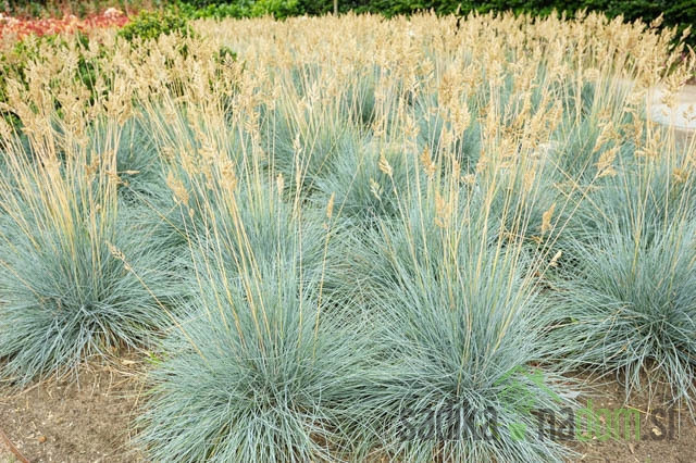 Sivo-plava vlasulja Festuca Glauca