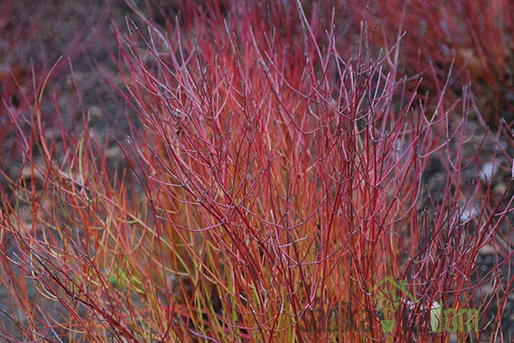 Drijen crvene kore Kelseyi (Cornus sericea)