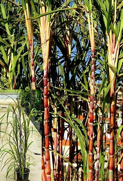 Šećerna trska (canna da zucchero)