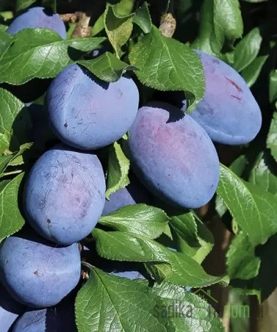 Šljiva Joganta - VRLO DEBELI PLODOVI