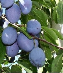 Šljiva Domaća Bistrica